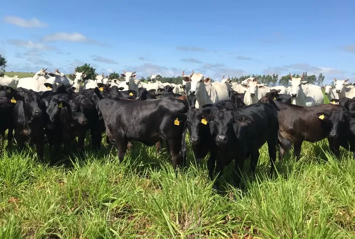 Pecuária de cria deve liderar rentabilidade no agronegócio brasileiro em 2026