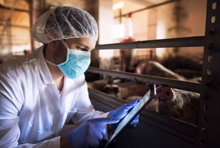 Tecnologia e transparência: rastreabilidade da carne suína eleva padrões de qualidade e sustentabilidade no Brasil