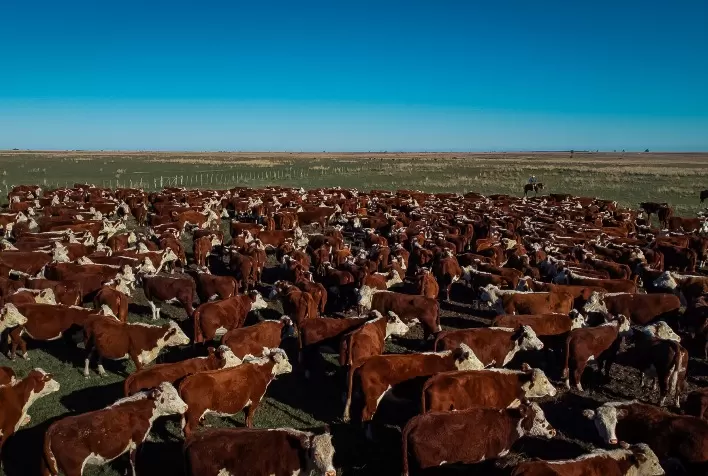 Raças Hereford e Braford registram mais de 44 mil animais em 2025 e reforçam expansão no país