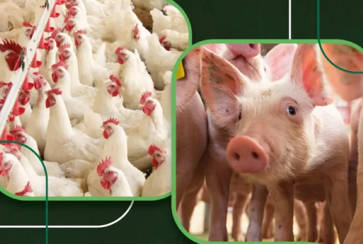 Setor de aves e suínos ganha novo manual de integração com regras mais claras e foco em transparência