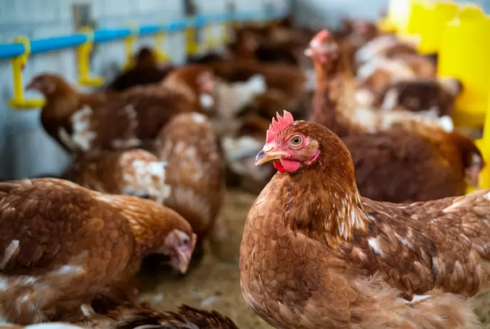 Bahia se destaca na avicultura nordestina com alta de 16,3% na produção de ovos e mais de 152 milhões de aves alojadas