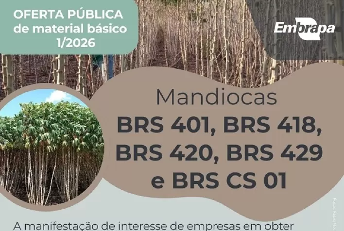 Embrapa abre edital para licenciamento de mudas de mandioca para produtores rurais