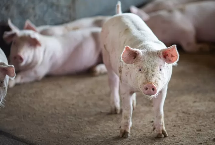 Suinocultura de Mato Grosso do Sul cresce em 2025 e projeta expansão com Rota Bioceânica em 2026