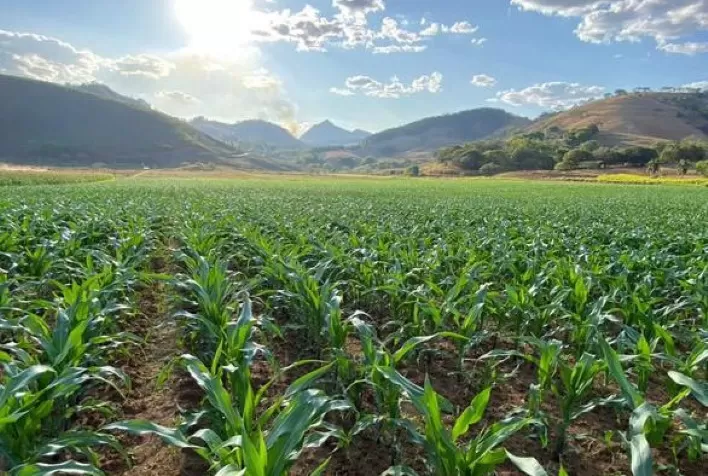 Plantio da segunda safra de milho atinge 0,8% no Brasil; colheita de verão avança para 4,4%