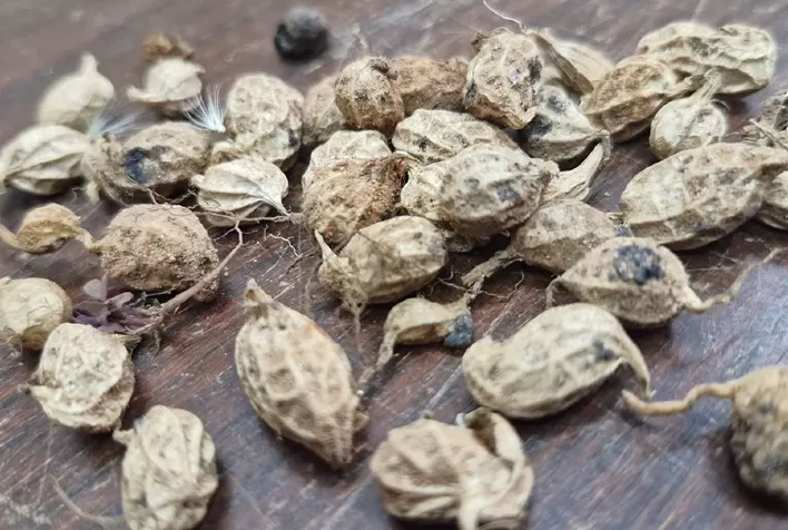 Gene de amendoim silvestre ativa defesa de plantas contra seca, pragas e fungos, abrindo caminho para agricultura mais resiliente