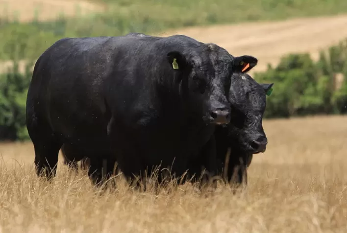 Brasil lança selo inédito Beef on Dairy para fortalecer mercado de carne premium