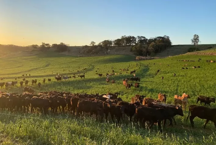Adapar reforça regras para controlar brucelose e tuberculose bovina no Paraná