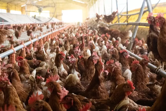 Granja em SP Usa Inteligência Artificial e Conta 140 Mil Ovos por Dia com 99,9% de Precisão