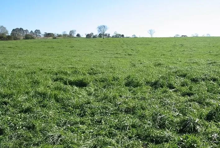 Controle de Plantas Daninhas em Pastagens Aumenta o Estoque de Carbono no Solo, Aponta Estudo