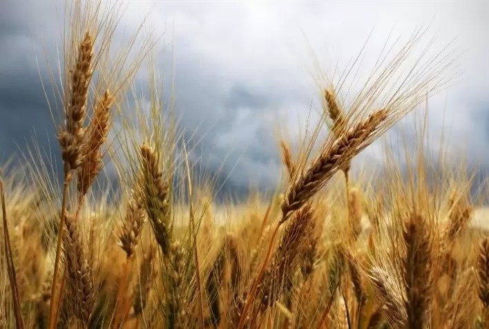 Mercado de trigo no Brasil mantém liquidez moderada e preços alinhados à paridade de importação