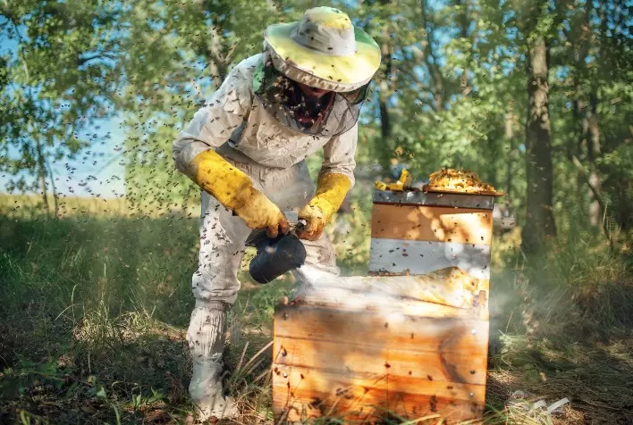 Calor e Floradas Impulsionam Produção de Mel no Rio Grande do Sul, Aponta Emater/RS-Ascar