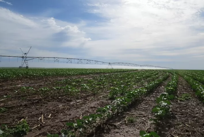 Plantio de algodão em Mato Grosso acelera e supera média histórica, aponta Imea