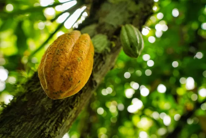 Marco Lessa e a Revolução do Cacau Brasileiro: Como o Chocolate se Tornou Potência Econômica e Turística