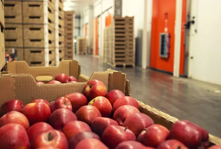 Santa Catarina fortalece exportações de maçã com inspeção fitossanitária direta na origem