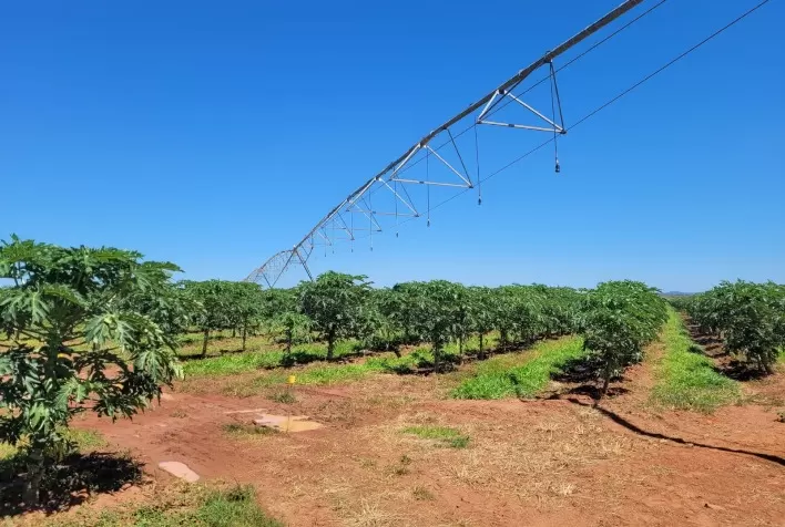 Tecnologia de irrigação eleva produtividade do mamão na Bahia a 70 toneladas por hectare