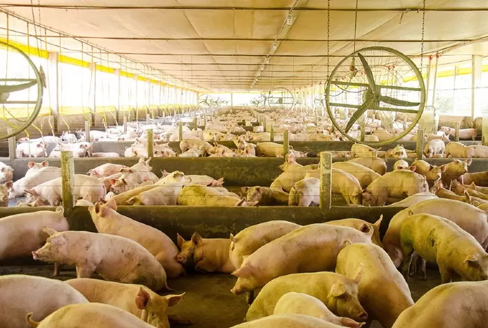 Embrapa lança plataforma que integra vigilância sanitária e análise de risco de doenças suínas