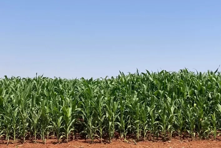 Tecnologia Brasileira com Microrganismos Aumenta Produtividade do Milho em Até 23,6%, Aponta Estudo da Cogny