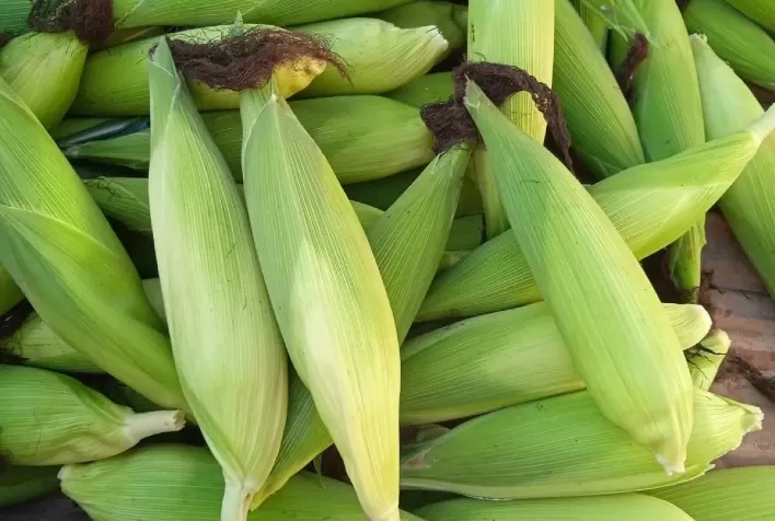 Minduri abre inscrições para Concurso de Produtividade de Milho com foco na sustentabilidade