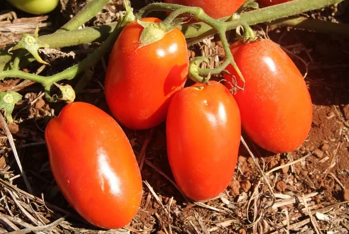 Goiás inicia período de transplantio do tomate com foco no controle da mosca-branca, alerta Agrodefesa