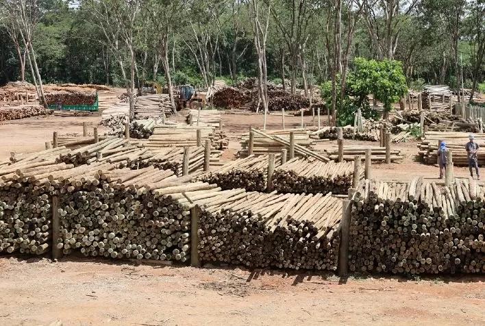 Silvicultura fortalece agroindústria e impulsiona sustentabilidade no campo em Minas Gerais