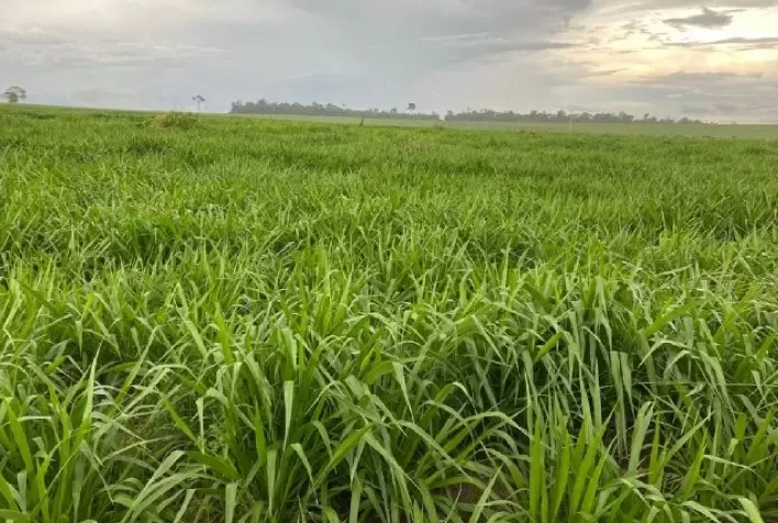 Manejo inadequado continua reduzindo produtividade de pastagens no Brasil