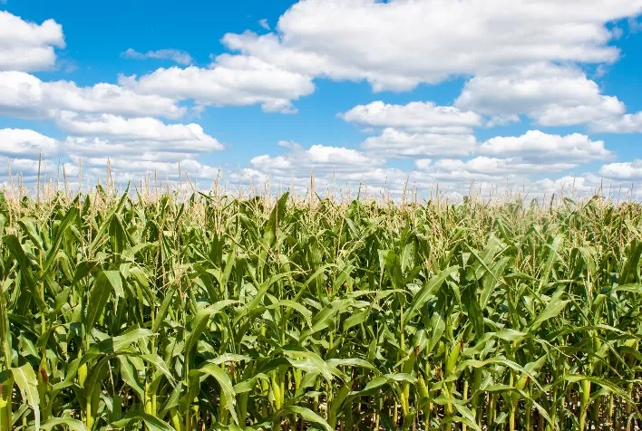 Método Optimaize da De Heus garante colheita ideal do milho e aumenta eficiência na produção de leite