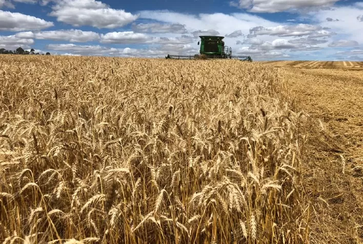 Mercado de trigo inicia 2026 com ritmo lento e preços pressionados