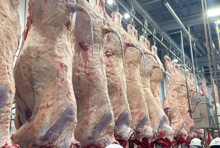 Carne Angus realiza primeiro abate na Bahia e consolida presença em todas as regiões do Brasil