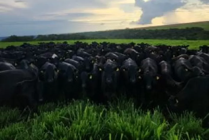 Movimento Carne do Futuro amplia atuação e apresenta novos embaixadores para diálogo com a sociedade
