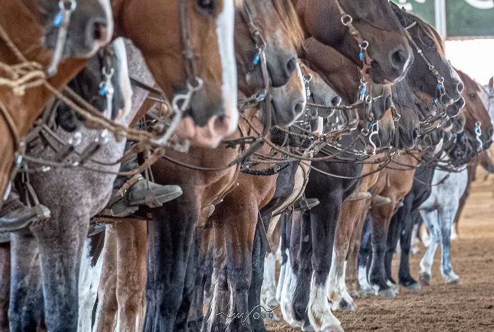 Cavalo Crioulo registra crescimento de rebanhos e participação em provas no Brasil