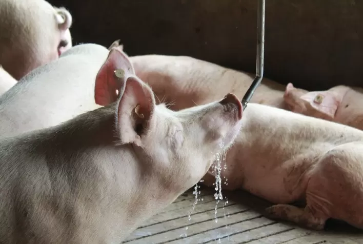 Bem-estar animal na suinocultura brasileira aumenta qualidade da carne e rentabilidade das granjas