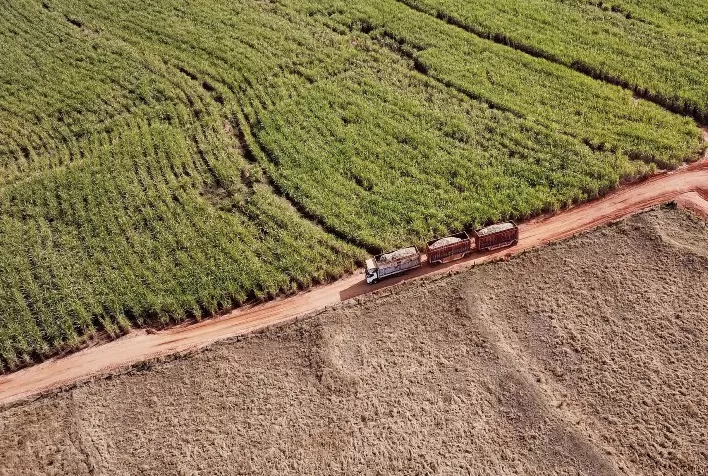 Colheita de soja atinge 14% no Paraná; feijão e cana-de-açúcar apresentam bom desempenho