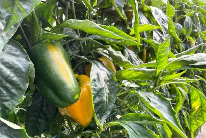 Calor e Pragas Impactam Produção de Pimentão no Rio Grande do Sul, Aponta Emater/RS-Ascar