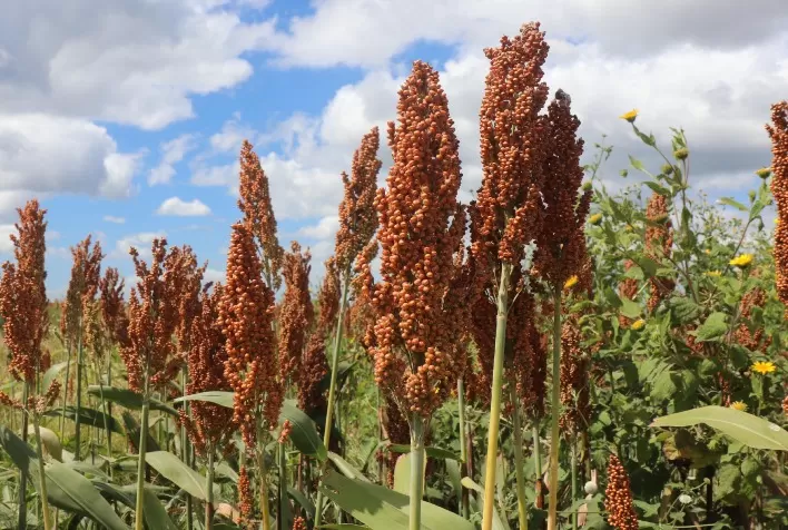 Getap lança prêmio nacional de produtividade para o sorgo e reforça expansão da cultura no Brasil