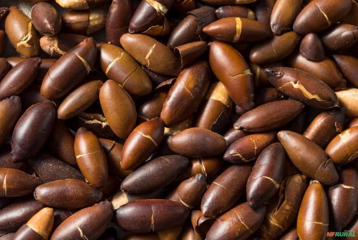 Castanha de Baru do Cerrado será destaque na maior feira de produtos orgânicos da Europa