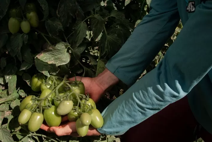 Bahia mantém liderança na produção de tomate no Nordeste com safra de 183 mil toneladas em 2025