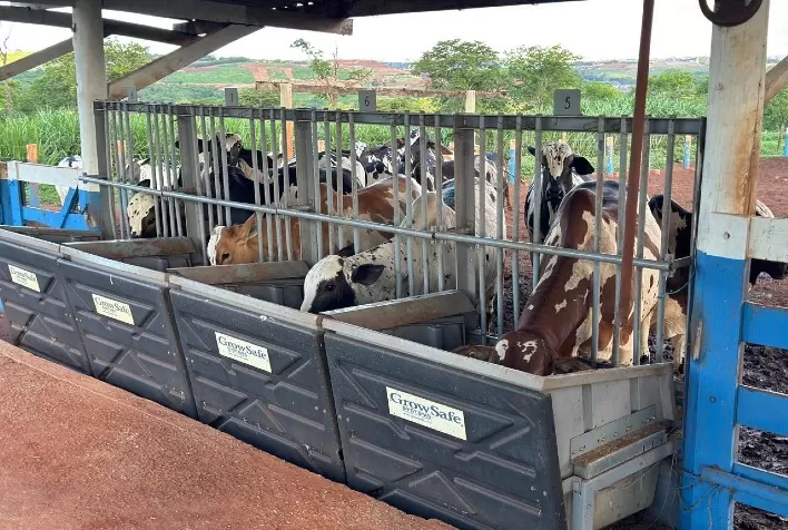 Teste de Eficiência Alimentar do Nelore Pelagens comprova alto desempenho e desperta interesse de centrais de genética