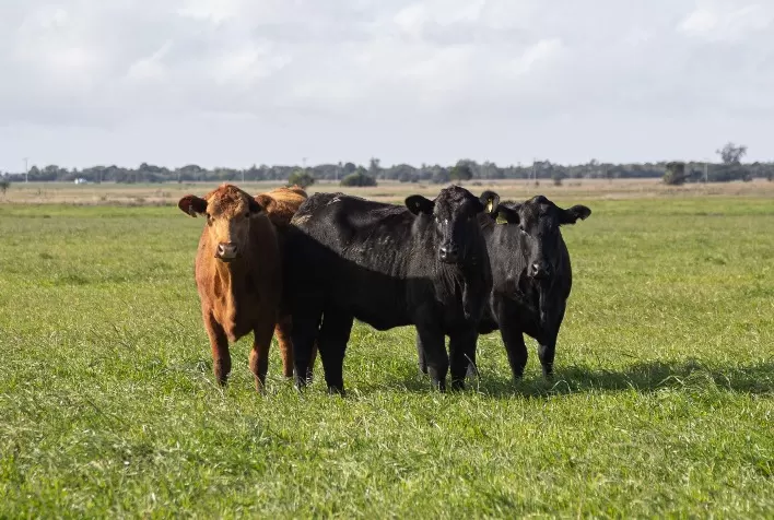 Programa Carne Angus Certificada realiza desossa técnica na Coopavel e destaca criação no Paraná