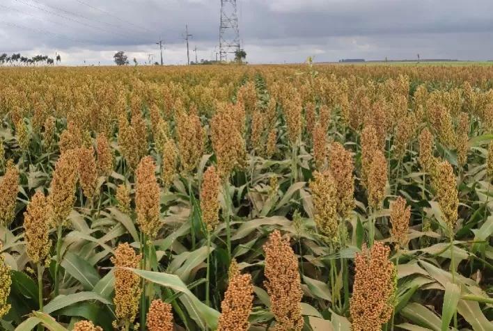 Corteva lança tecnologia Protector® para sorgo com tolerância ao pulgão-amarelo no Brasil