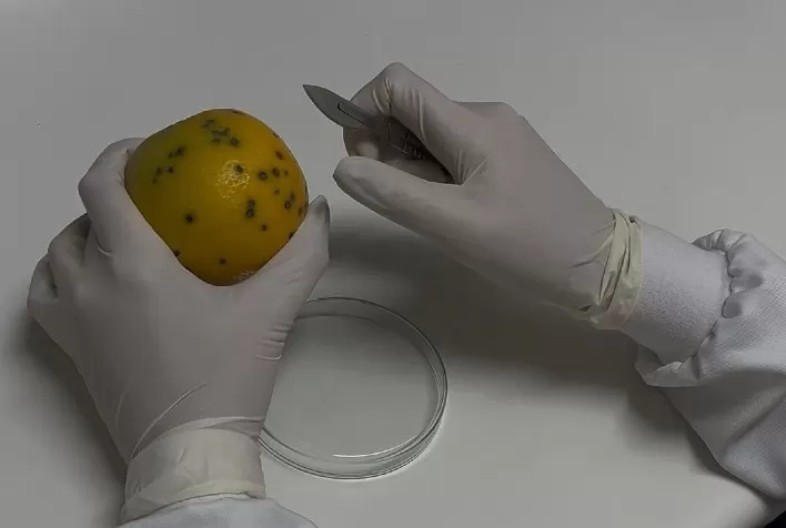 Fundecitrus confirma resistência parcial do fungo da pinta preta a fungicidas no cinturão citrícola paulista