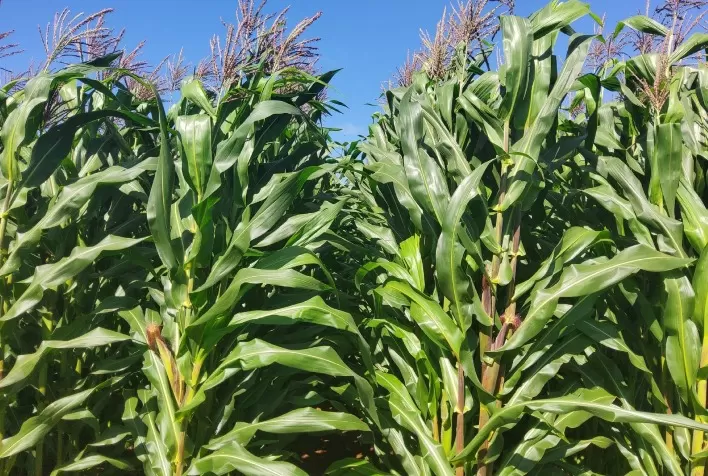 IDR-Paraná lança nova cultivar de milho branco IPR W225 com alto potencial produtivo
