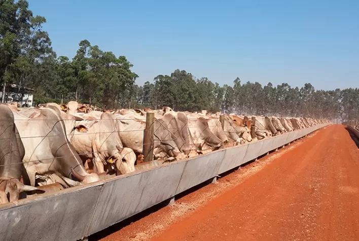 Custos alimentares iniciam 2026 em níveis favoráveis, com contrastes regionais entre Centro-Oeste e Sudeste