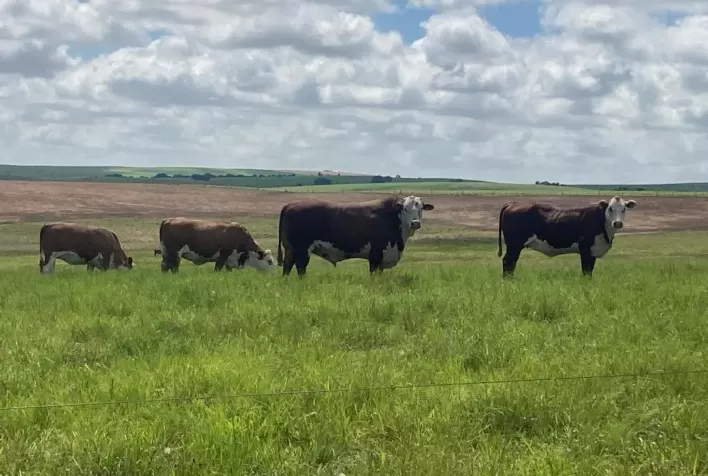 Pastagens no Rio Grande do Sul mantêm pastejo, mas risco de restrição hídrica preocupa produtores