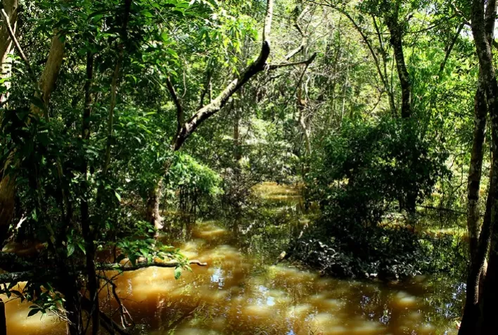 Novo fungo amazônico Trichoderma agriamazonicum promete controlar doenças agrícolas e gerar antibióticos inovadores