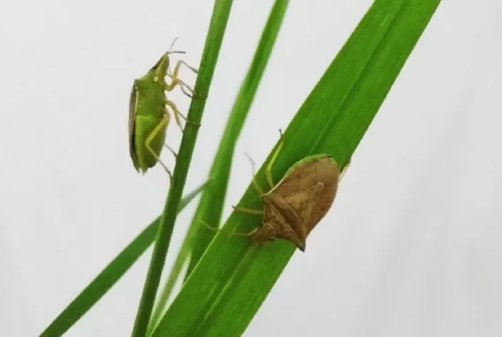Percevejo-barriga-verde preocupa produtores e ameaça o milho-safrinha após a colheita da soja