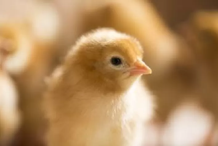 Embriologia aplicada garante pintinhos mais saudáveis e produtivos desde os primeiros dias de vida