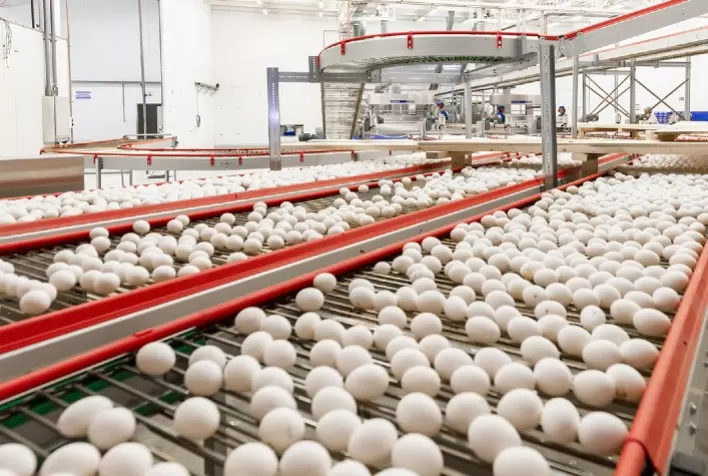 Exportações brasileiras de ovos sobem 30,9% em janeiro e alcançam US$ 6,4 milhões em receita