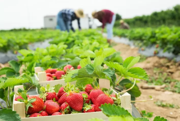 Calor intenso reduz produção de morango em diversas regiões do Rio Grande do Sul