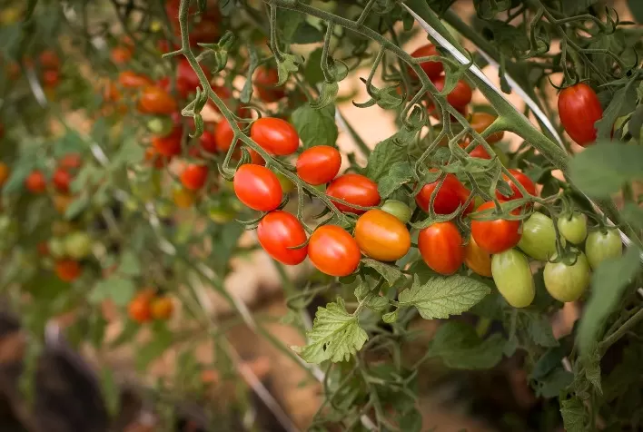 Produção de Tomate no Brasil Bate Recorde em 2025, Mas Desafios Climáticos e de Mercado Persistem