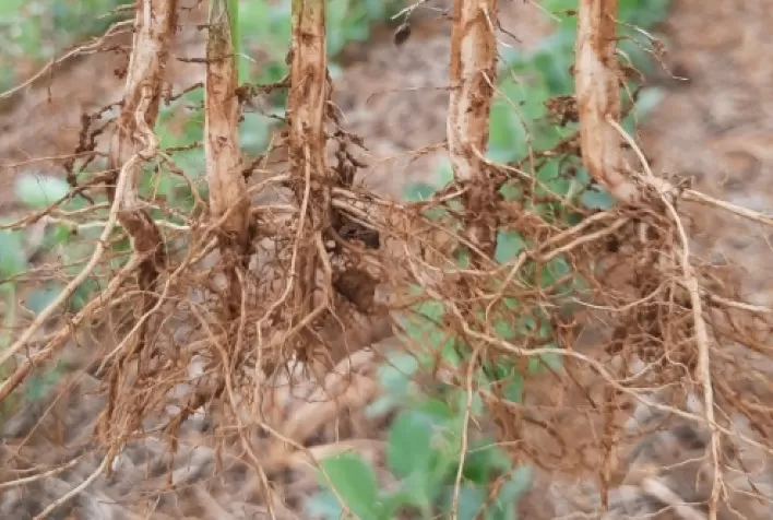 Inoculação Radicular na Soja Garante Maior Produtividade e Sustentabilidade na Safrinha de Milho